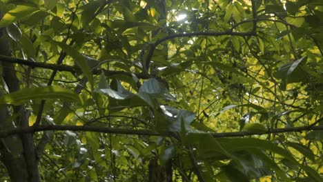 Grüne-Blätter-Eines-Baumes-Mit-Lauerndem-Sonnenlicht