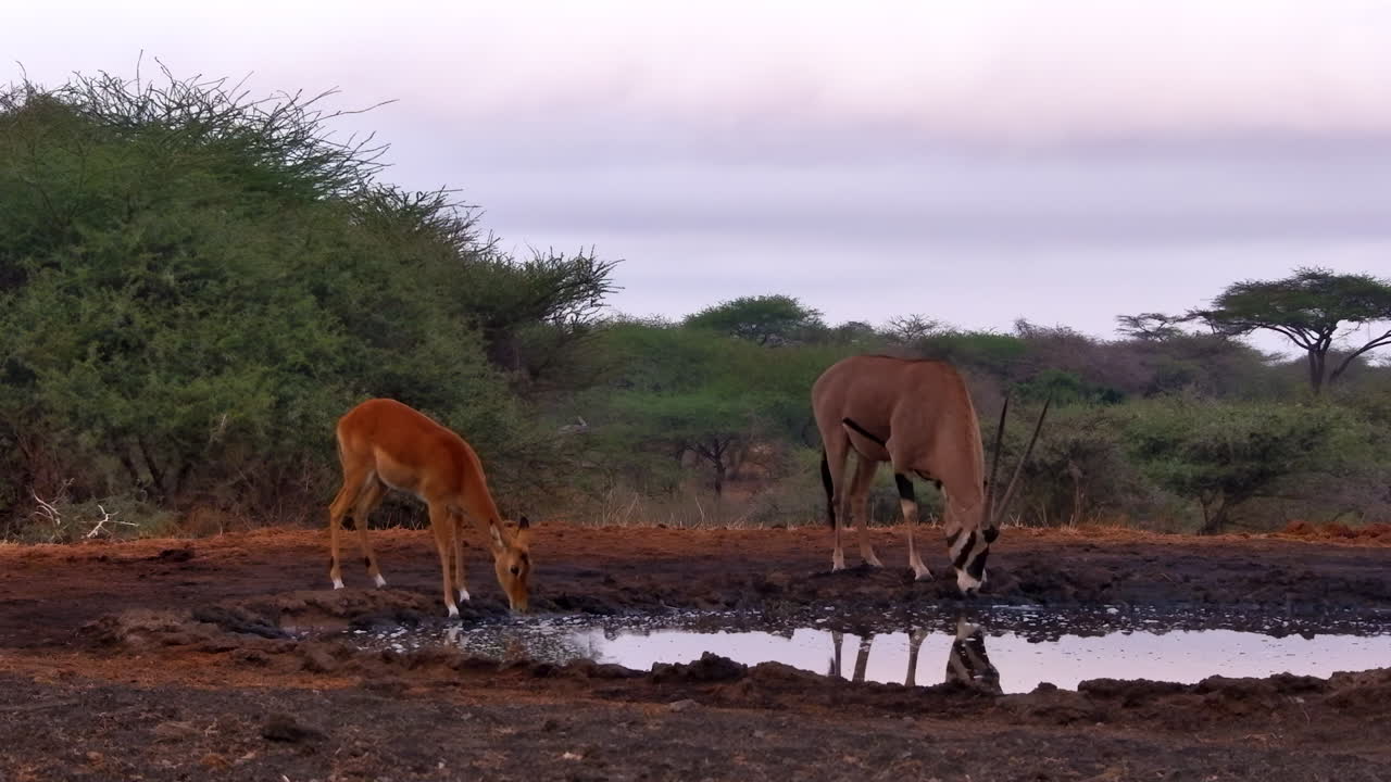 An East African Oryx, or Besia, and a young Impala drink together at a muddy watering hole in Africa