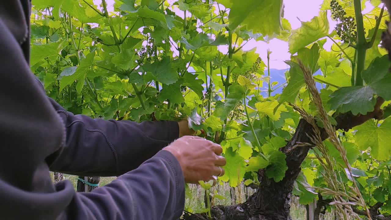 Slow motion closeup of a farm worker removing excessive leaves and shoots from vines in a vineyard.