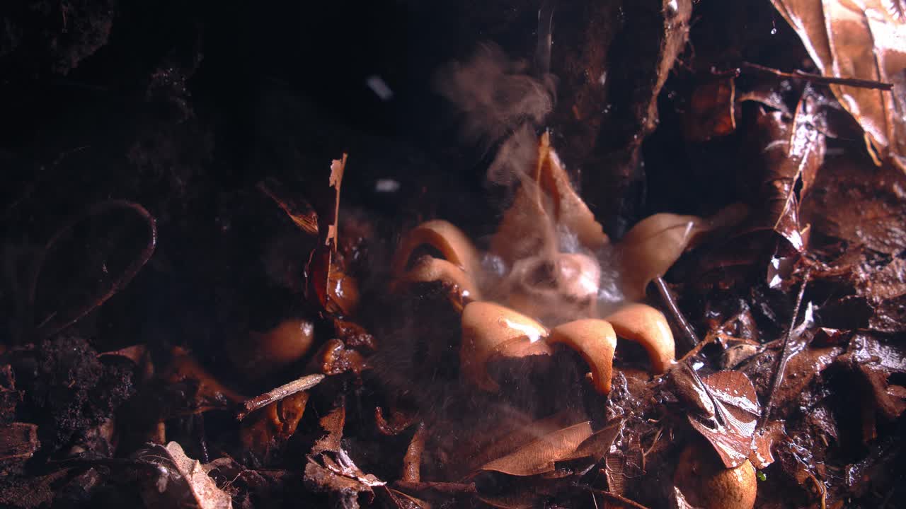 A Rounded Earthstar fungus expels spores upon water impact deep in the Peru rainforest. Seed dispersal mushroom