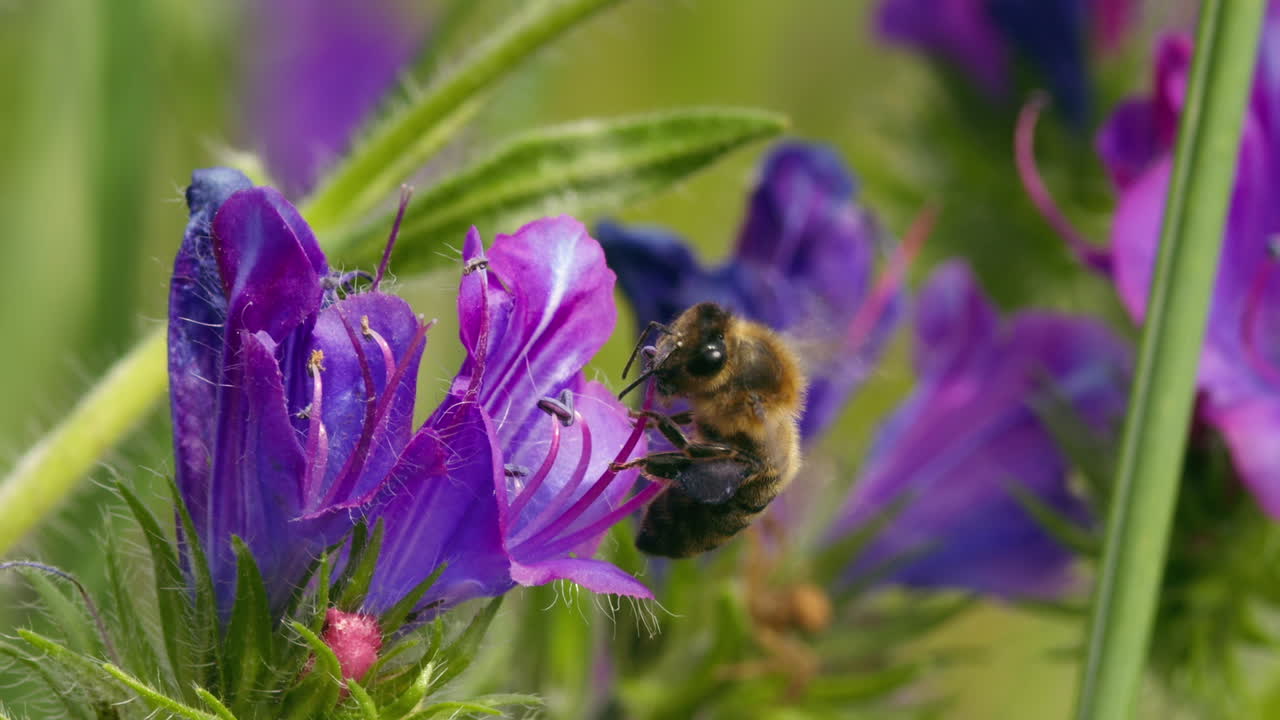 Honey bee on purple flower in summer, looking for nectar