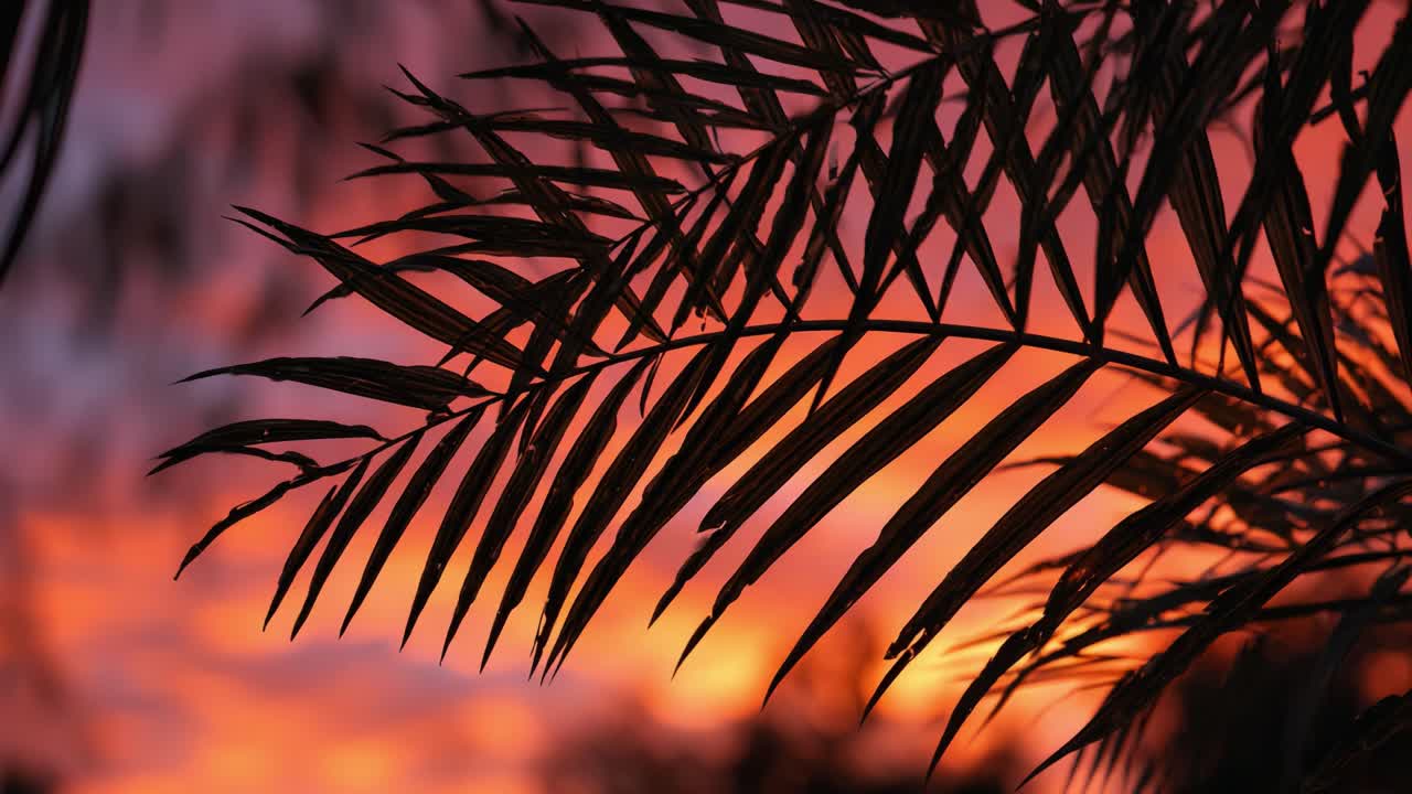 A Beautiful Silhouette of Palm Fronds Against a Stunning Sunset Sky with Rich Hues of Orange, Pink, and Purple Creating a Serene Atmosphere