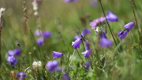 Abstrakter-Hintergrund-Der-Alpenblumen-Glockenblume.