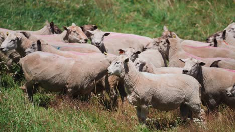 rebaño de ovejas recién afeitado parado afuera en el campo de hierba en un día soleado