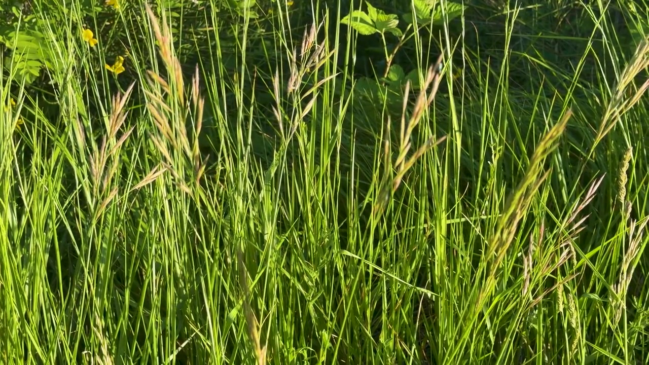 Erba verde alta che ondeggia dolcemente nel vento