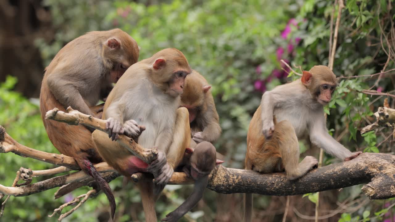 Macaques in nature. Macaques constitute a genus (Macaca) of gregarious monkeys. Macaques are found in a variety of habitats throughout the Asian continent and are highly adaptable.