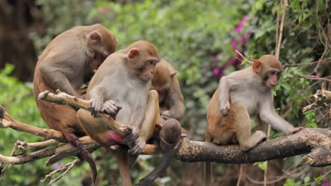 los macacos constituyen un género (macaca) de monos gregarios. los macacos se encuentran en una variedad de hábitats en todo el continente asiático y son altamente adaptables.