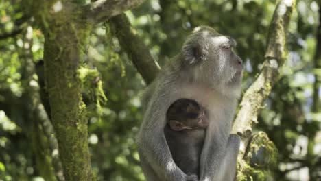 macaque monkey sitting on the tree with its offspring