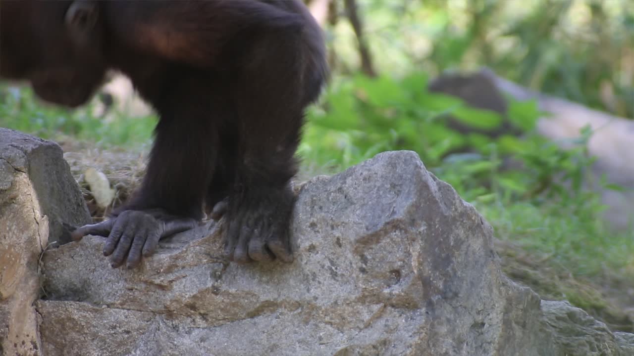 joven gorila tocando el tambor en el suelo, día cálido y soleado, naturaleza y selva, rojo 4k
