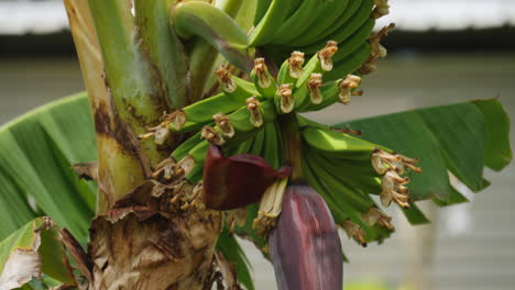 Capullo-De-Plátano-En-La-Parte-Inferior-De-Un-Montón-De-Filas-Verdes-De-Frutas-Que-Crecen-En-Un-árbol---Pedestal-Aislado-De-Cerca