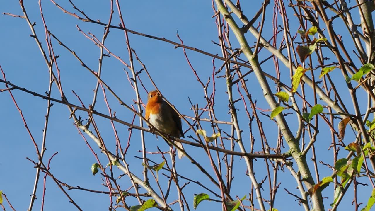 European robin, Erithacus rubecula, singing while perched on bare tree branches against a blue sky