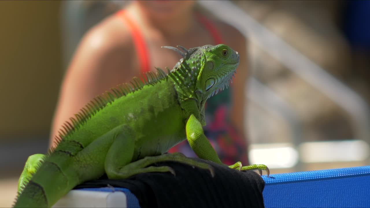 Iguana stands on black shirt on blue lounge chair then gets knocked off to ground