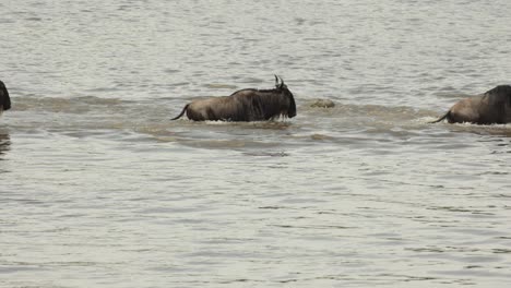 Un-Clip-En-Cámara-Lenta-De-Una-Línea-De-ñus-Nadando-Junto-A-Un-Cocodrilo-Hambriento-En-El-Masai-Mara,-Kenia