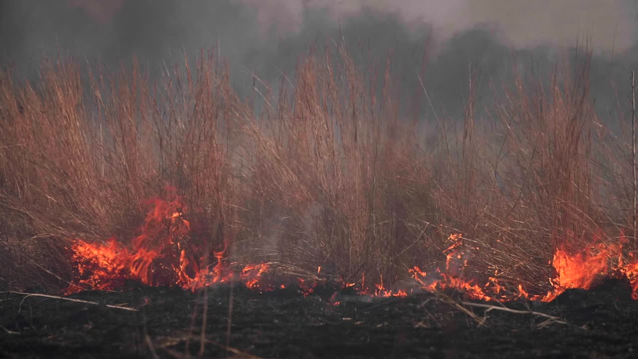 Slow motion wild fire with built in transition reveal