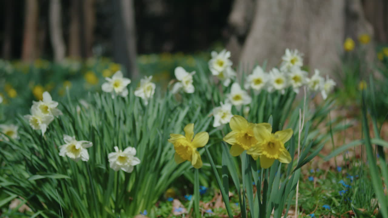 Tight Shot of Several Bunches of Daffodils in Front of a Large Tree
