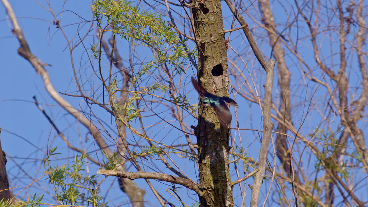 An elegant aerial display by purple martins, slowed down for full effect on a spring morning.