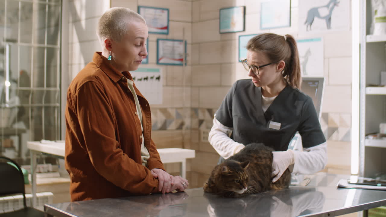 수의사가 고양이를 점검하고 클리닉에서 주인과 이야기합니다.