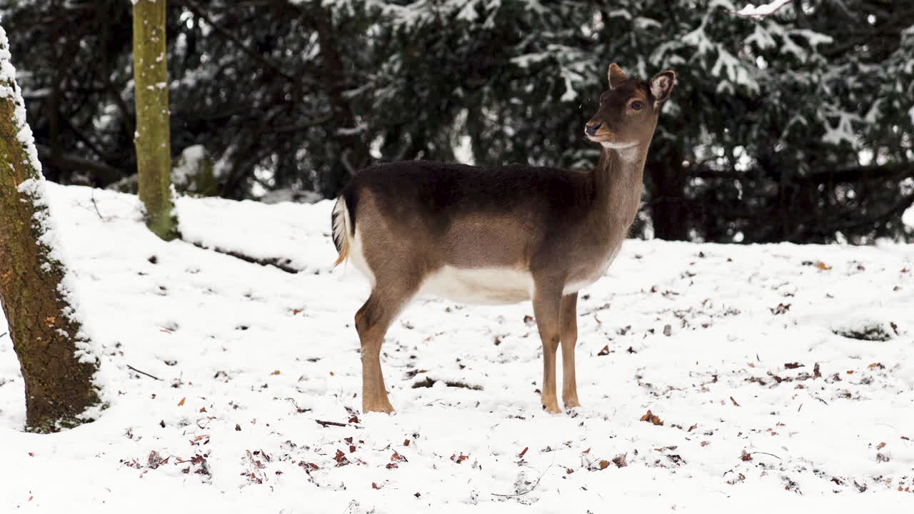 Dovhjortshindrar skuttar iväg i snö i vinterskog, Tjeckien.