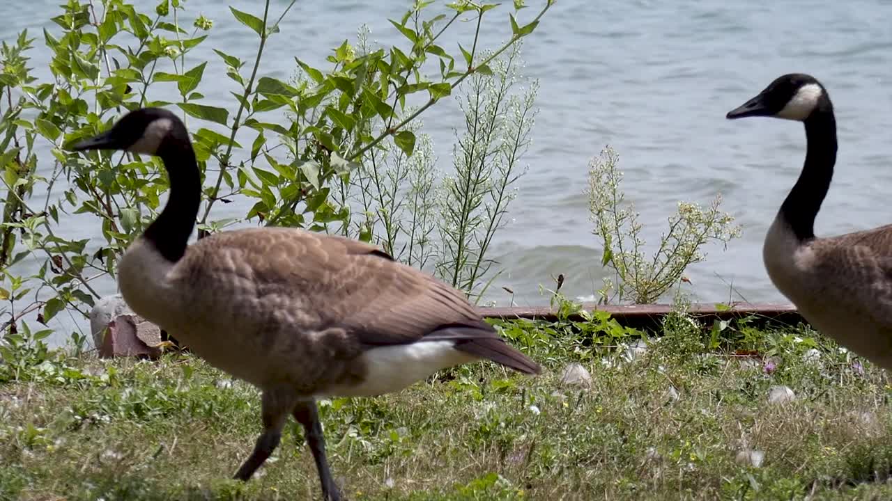 Close-up of geese walking in front of water.