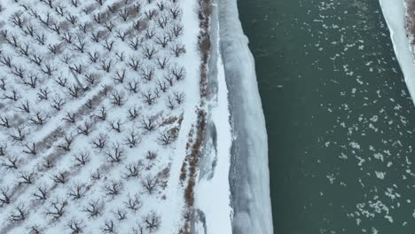 Toma-De-Drone-De-Un-Huerto-De-Manzanos-Cubierto-De-Nieve-A-Lo-Largo-Del-Río-Yakima.