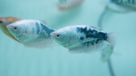 colorful blue three spot gourami fish swimming in freshwater aquarium, close-up, tranquil underwater scene