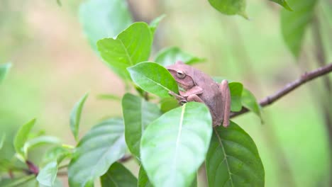 a brown tree frog sitting on a twig