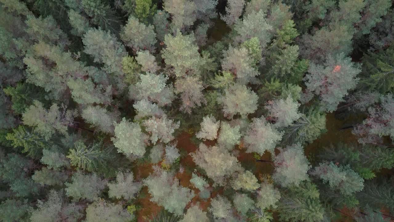 秋の緑の松とトウヒの針葉樹の梢の森の空中からの眺め