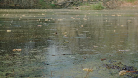 close up of dirty water from a grove with dry leaves floating on top