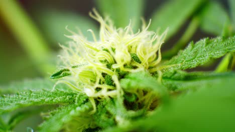 marihuana medicinal narcótico primer plano planta de cannabis ilegal prohibido invernadero herbario cristales de maleza