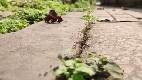 in order to avoid the rainstorm, the ants are busy moving this house