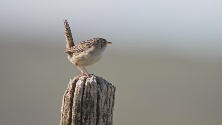 Grass wren stands on wooden post with tail feathers flared, squawking to call