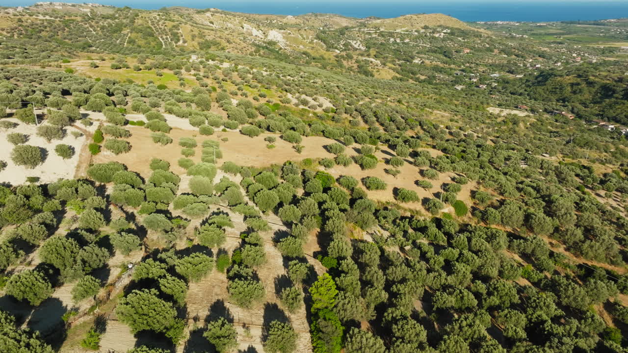Vast Expanse of Olive Tree for Extra Virgin Olive Oil Production Calabrian Hills
