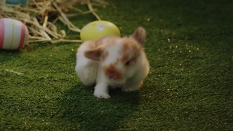 close up on baby bunny walking around the nest