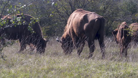 european bison bonasus herd in a grassy steppe,grazing,czechia