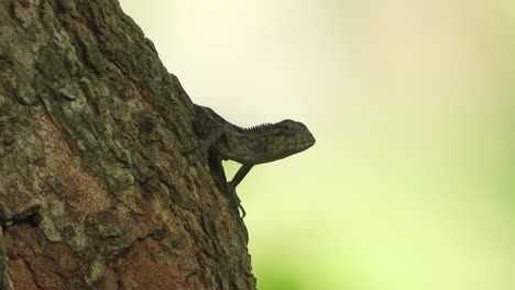 lizard  waiting for food