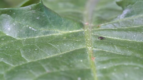 Small-parasitic-Tick-is-crawling-on-green-leaf-in-nature---Follow-focus-keeping-insect-in-focus-as-it-is-crawling-from-front-to-back-of-frame---Close-up-detailed-clip