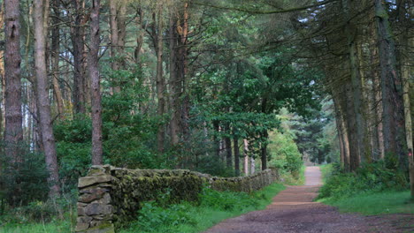 pan across deserted woodland path on summer day