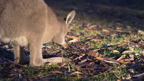 Canguro-Bebé-Pastando-En-El-Interior-Australiano-Por-La-Mañana