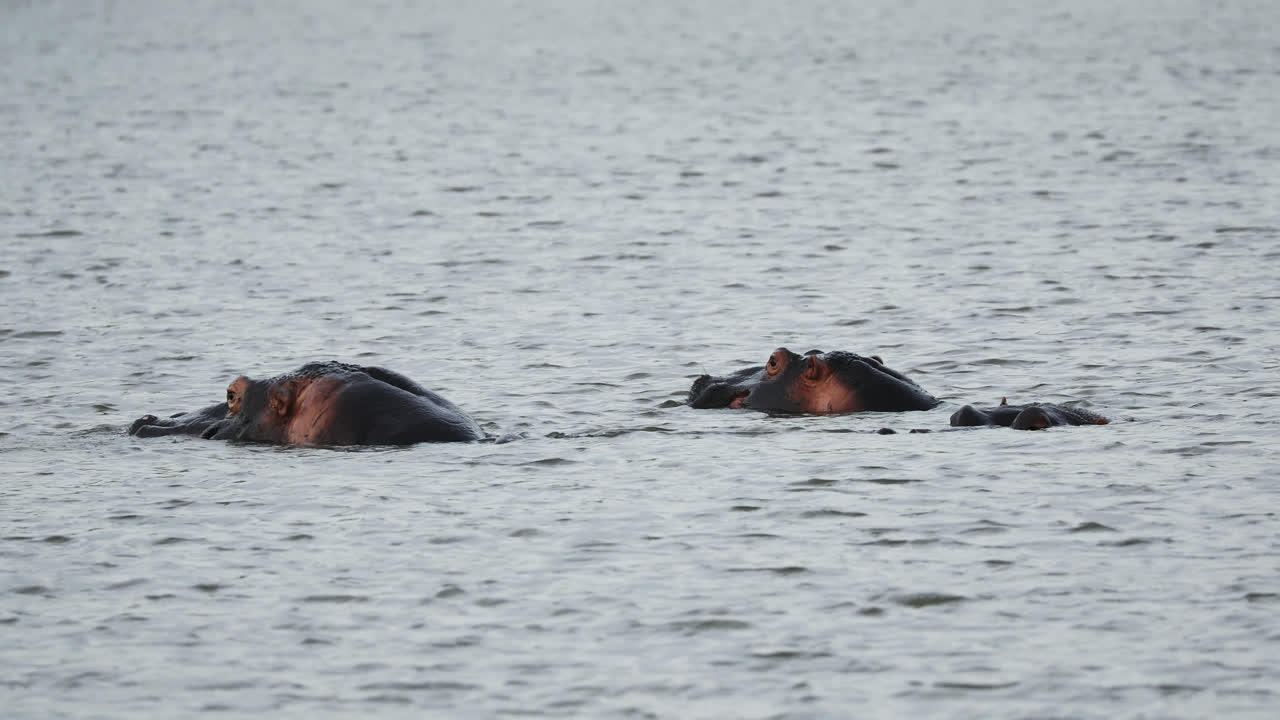 Couple Of Hippos In The Water In Sabi Sands, South Africa - Wide Shot