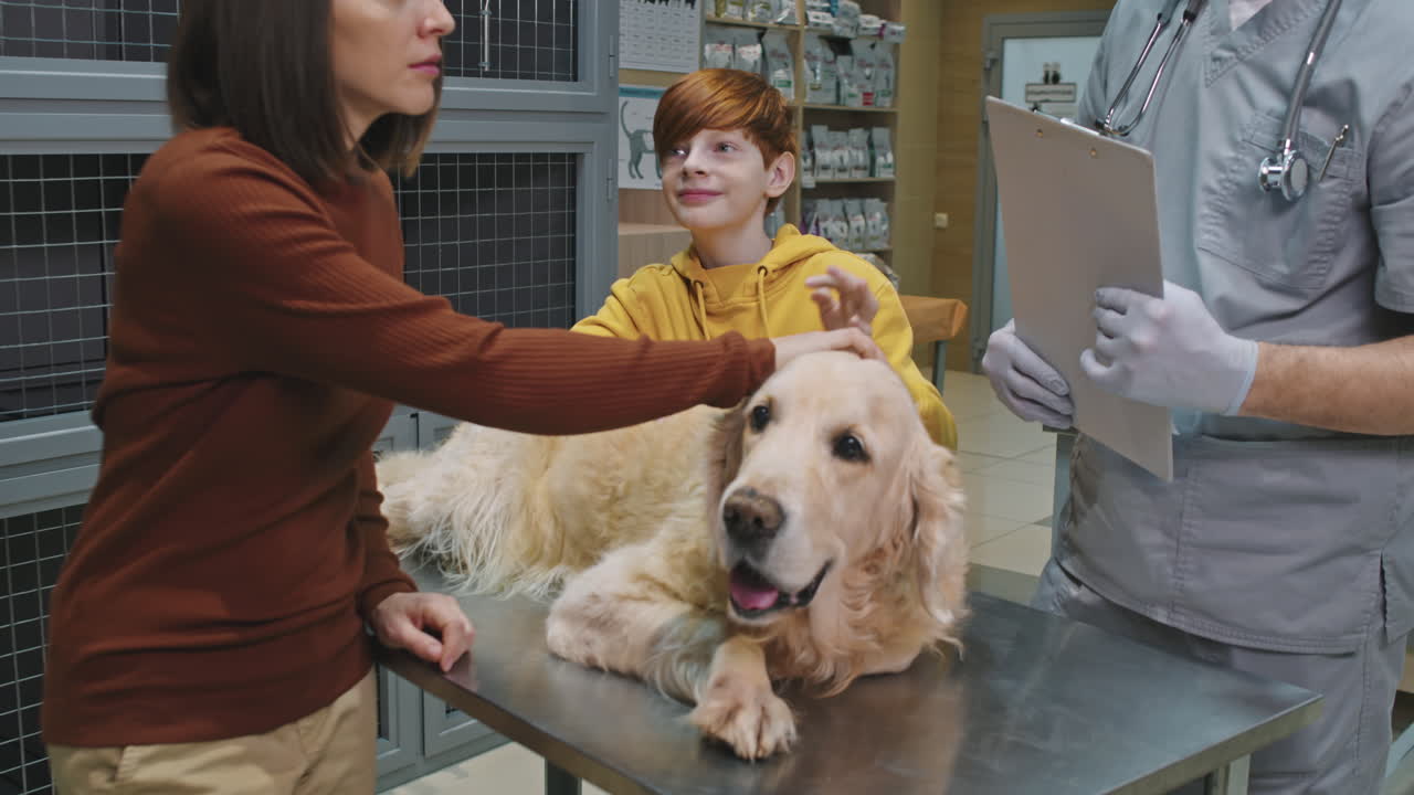 Golden Retriever At Vet Appointment