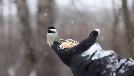 bird lands on hand in beautiful snowfall slomo to eat seeds pov