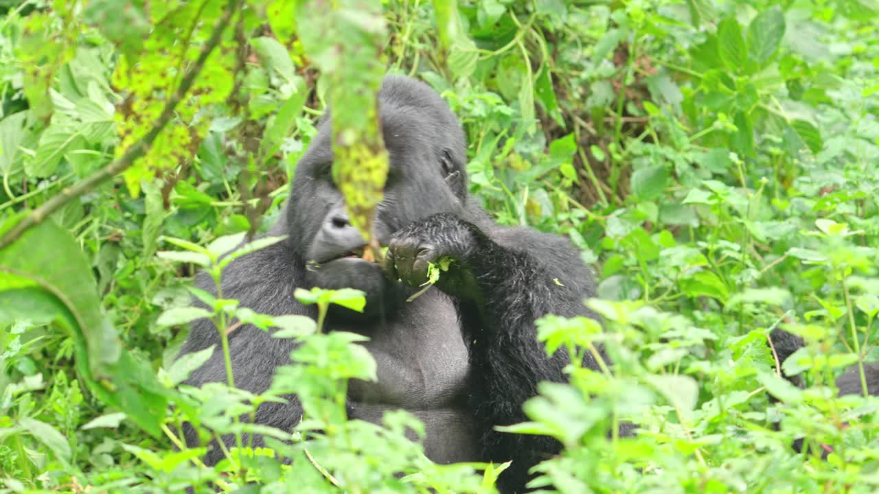 Gorilla di montagna maschio silverback che si nutre di vegetazione forestale nel Parco Nazionale Impenetrabile di Bwindi, Uganda, con un comportamento calmo della fauna selvatica nel suo habitat naturale della foresta pluviale, Africa.