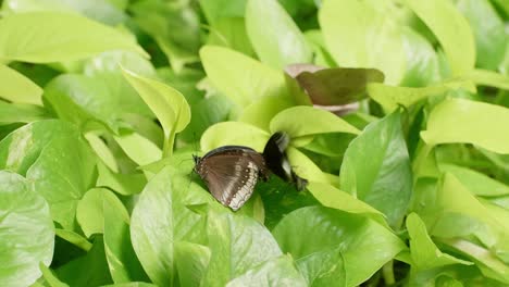 breeding butterflies fly in pairs to cling to the trees in the natural garden