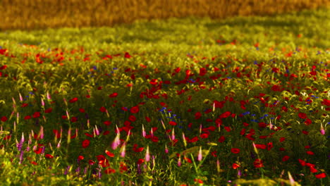 Hermoso-Campo-De-Amapolas-Durante-El-Amanecer