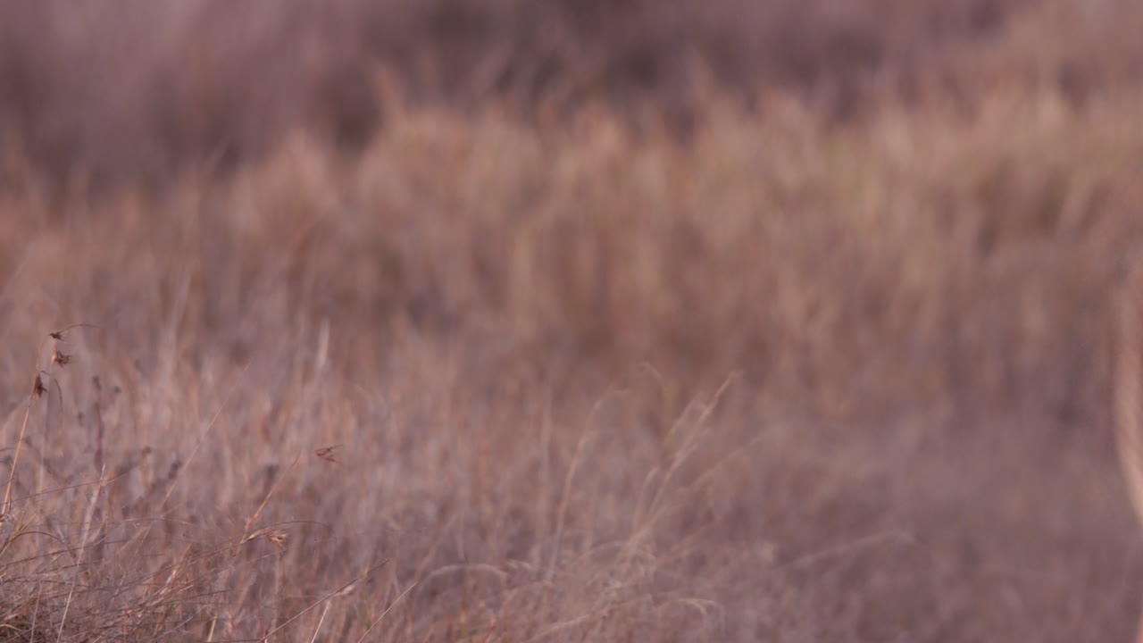 Wide shot of two lions play fighting as they run between grass
