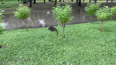 Monitorear-Lagarto-En-La-Hierba-Arrastrándose-Hacia-El-Lago