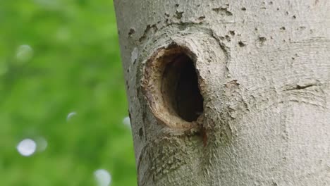 Still-shot,-black-woodpecker-adult-protecting-nest,-flying-away,-zoom-in-on-baby-birds