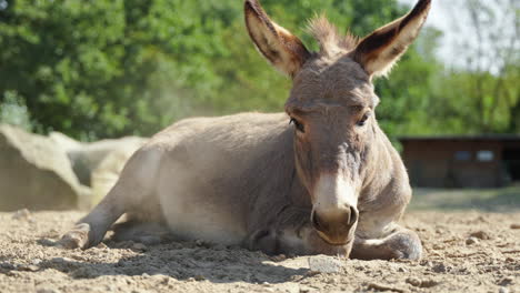 cute funny grey cotentin donkey lying on sandy ground and flapping ears on sunny day, slow motion, animal park