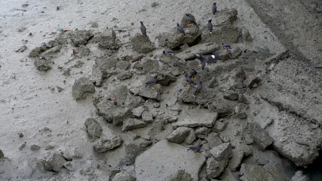 썰물 동안 창이 해변에서 javan myna 검은 새의 무리