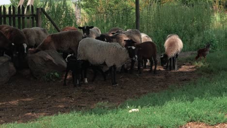 herd of sheeps relaxing and eating grass while chickens running arround